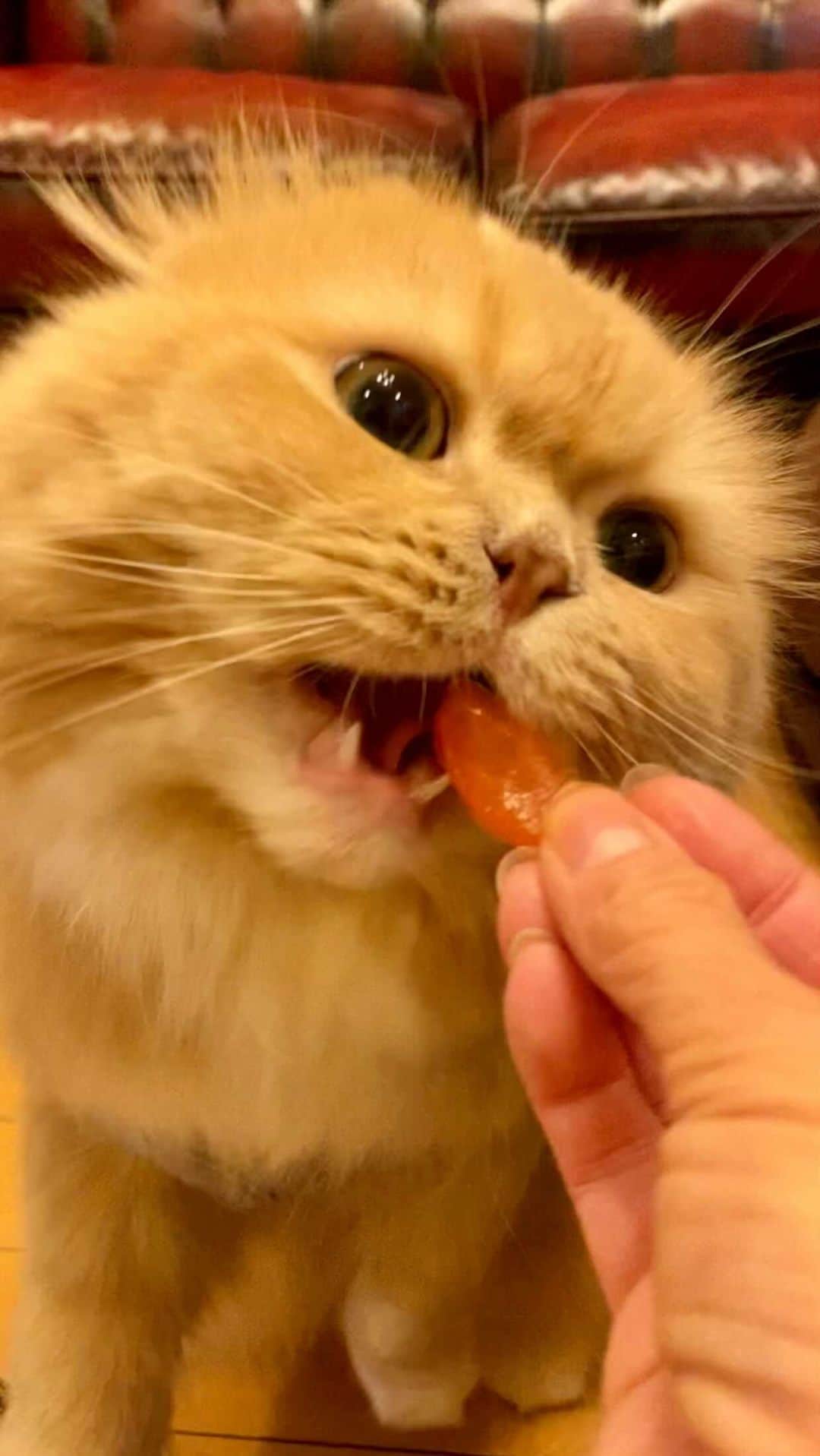 のインスタグラム：「. What did you bring for snack time?  "すずちゃん❣️おやつの時間にゃ😋"  嬉しいベルすずちゃん💕  お手手揃えて小さなバンザイ  #おやつの時間 #イチゴを食べる猫 #トマトを食べる猫 #ベルすずリンちゃんの好物  #ミヌエットのベルちゃん #スコティッシュフォールドのすずちゃん  NAME : Bell  ベル Breed : minuet  ミヌエット 🎂 : 2016.5.15  4歳 ・ NAME : Suzu すずちゃん Breed : Scottish fold スコティッシュフォールド 🎂 : 2018.3.21 2歳 . NAME : Lindor リンドール Breed : Teacup poodle ティーカッププードル 🎂 : 2019.7.18〜2020.9.14  1歳」