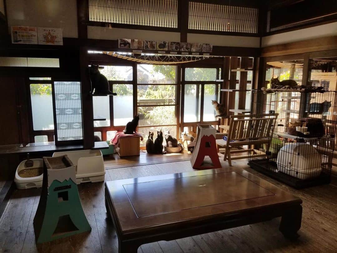 杉本彩のインスタグラム：「* * 2016年にOPENした里親募集型保護猫×古民家カフェ　Cafe Gatto（カフェガット） @cafegatto.neko  が挑戦しているクラウドファンディングをご紹介します！  Cafe Gattoは福岡県古賀市にある里親募集型の保護猫カフェです。  こちらが来月末で5年の賃貸契約が終わり、家主さんが更新ではなく売却したいということで、猫たちのためにカフェの営業を継続するため購入を決意されました。  現在、お店にいる猫の他にも、スタッフの方の自宅で体調の悪い子や人慣れしていない子など、合わせて100匹ほどを保護されています。  カフェの売上は猫たちの日々の生活費や医療費となっています😺  猫たちの居場所を守り、猫たちに不必要な負担をかけないためには、こちらのお店の購入が最善であると判断されました。  しかし、コロナの影響もあり、現在も時間と曜日を縮小して営業している中で、購入費用を捻出することがむずかしいため、現在クラウドファンディングに挑戦されています。  オーナーの服部薫さんは以前より存じ上げていて、私のInstagramでもCafe Gattoの前に遺棄された猫のはんぺんちゃんの件で貴重なお話をお聞きし、皆さんにシェアさせていただいたことがあります。 服部さんは動物系行政書士としてもお仕事されており、それを生かしてペットのための信託契約を啓蒙啓発されています。 事前に準備されていた飼い主さんに、もしも病気や死去など何かあった場合、Cafe Gattoでお引き受けできるよう、老猫ホームとしての機能をも有しています。 将来の事を考え、事前に愛猫のために準備をする手段や方法について相談できるのは、とても心強いことだと思います。服部さんのスキルがフルに生かされている保護猫カフェです。  この大変意義あるCafe Gattoの存在について多くの方に知っていただきたくご紹介させていただきました。 チャレンジが成功することを心から願っています。  クラウドファンディングの詳細はこちらから！  キャンプファイヤー 　　↓↓↓ https://camp-fire.jp/projects/view/357579  または、「里親募集型保護猫カフェ キャンプファイヤー」と検索してください。  #カフェガット #里親募集型保護猫x古民家カフェ  #福岡県古賀市  さて近年、クラウドファンディングの挑戦において、始める前の審査や成功後の動向について運営サイトのきちんとした審査がないためか、目的以外の不当な使い方をしているものも残念ながら一部には見受けられます。私たちの善意が正しく動物たちのために使われるよう、私たち支援する側にも責任があることを感じます。詐欺に該当するようなものを助長させないよう、また、志をもって誠実に活動されている方々に支援がいくよう、注意しなければならないことを共有できればと思います。」
