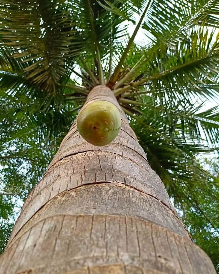Vita Coco Coconut Waterのインスタグラム：「If you look up and see this just remember the 5 D's of dodgeball: Dodge, Duck, Dip, Dive and Dodge. Actually you won't have time to think of all 5 so just pick one.」