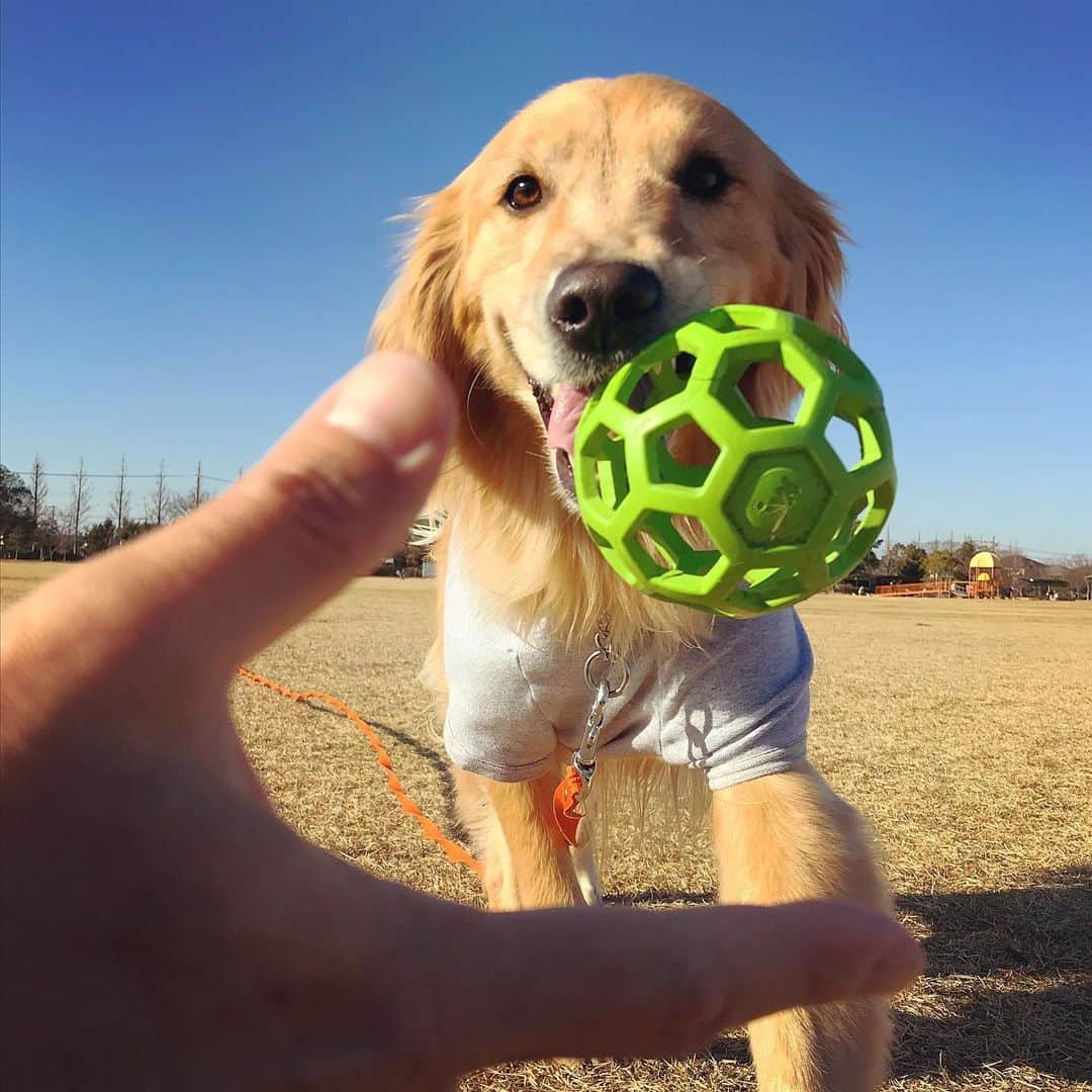 ikumiさんのインスタグラム写真 - (ikumiInstagram)「* * 1/22/2021☀️ . 昨日の1枚 今日もいいお天気！ * * #goldenretriever#retriever#retrieverlife#大型犬#大型犬のいる暮らし#ゴールデンレトリバー#ゴールデンレトリバーのいる暮らし#vivi日記3歳#viviのいる暮らし2021#ピースっ子」1月21日 9時26分 - ikumi.betty_jupiter