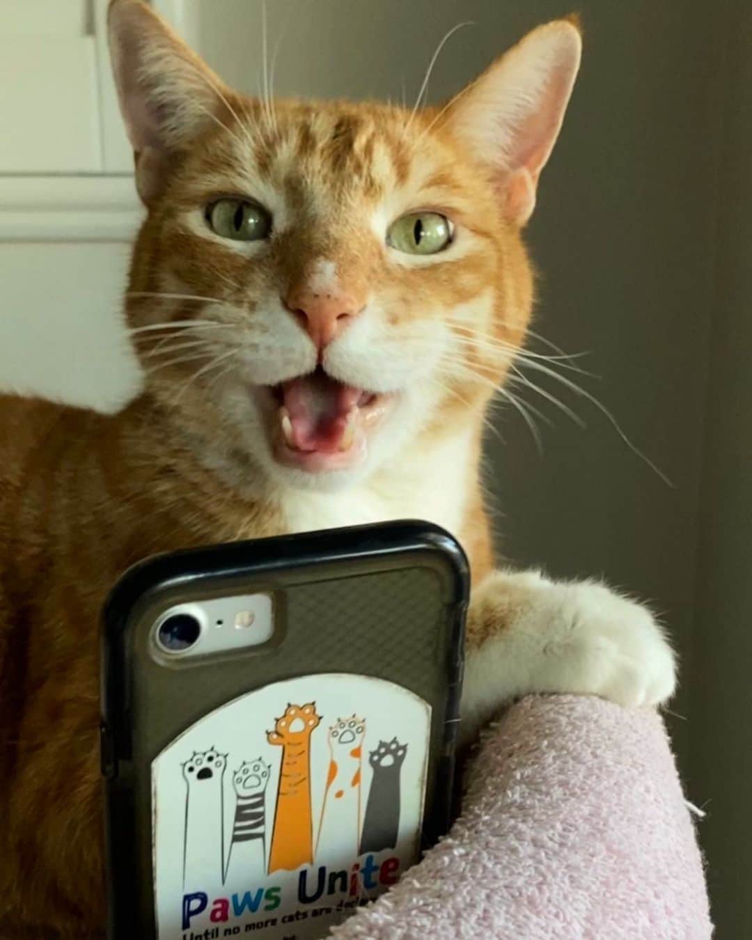 のインスタグラム：「I heard there’s a cat in the White House and I need to talk to them! 🐈🐾❤️ The White House operator put me on hold. #staytuned  #whitehousecat #whitehouse #joebiden #presidentjoebiden  #dontdeclaw #stopdeclawing」