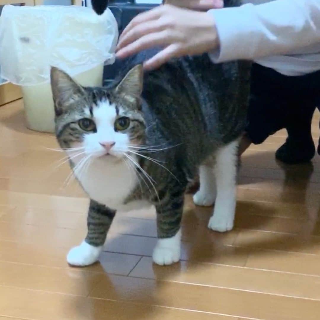 ひのき猫さんのインスタグラム写真 - (ひのき猫Instagram)「娘同士の会話です(^^)」1月21日 9時31分 - hinoki.cute.kitten