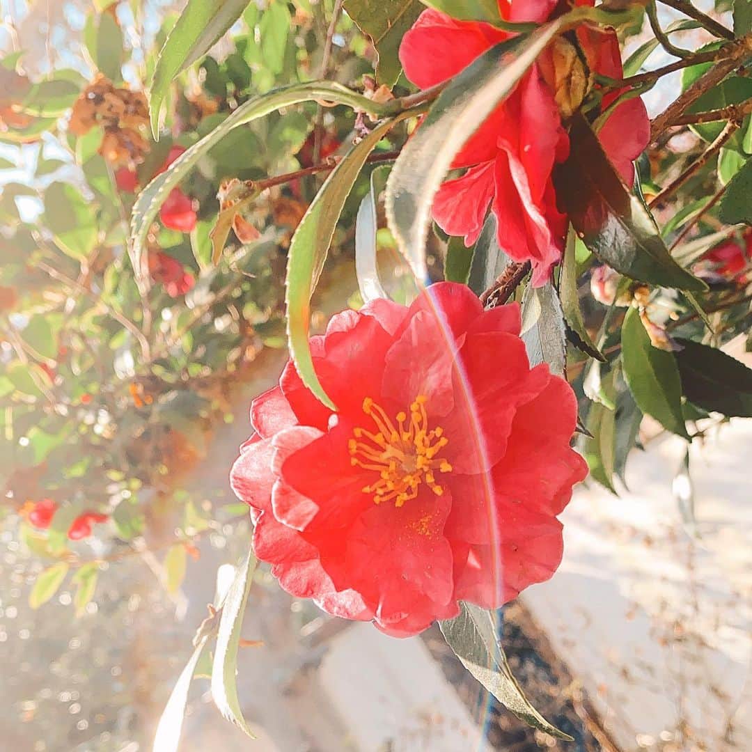 ボートメア・ジュリ・雪花のインスタグラム：「Good morning.  この前のとても暖かかった日に撮った写真 お庭で綺麗に咲いていた椿と、ぷち虹🌈?笑 今日も素敵な1日になりますように♡」