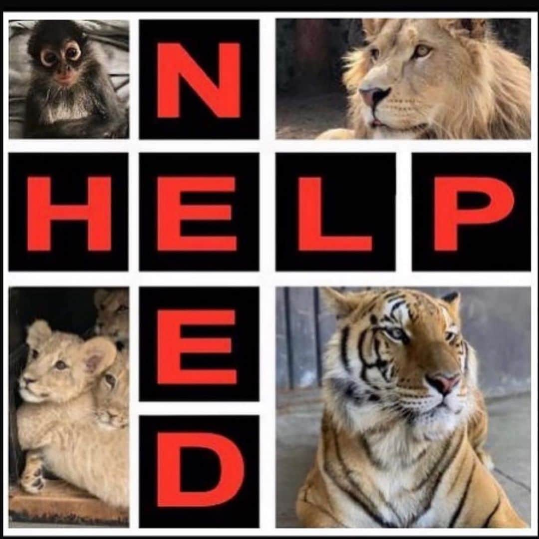 Black Jaguar-White Tiger さんのインスタグラム写真 - (Black Jaguar-White Tiger Instagram)「ACTIVE LINK TO DONATE ON OUR BIO :)  In these pandemic times, 5 dollars might not be a Life or Death situation for you, but it is for us. If you are able to donate, please do so as this pandemic year has really hurt us. Thank you from the bottom of our Hearts and all our Blessings...」1月21日 9時38分 - blackjaguarwhitetiger