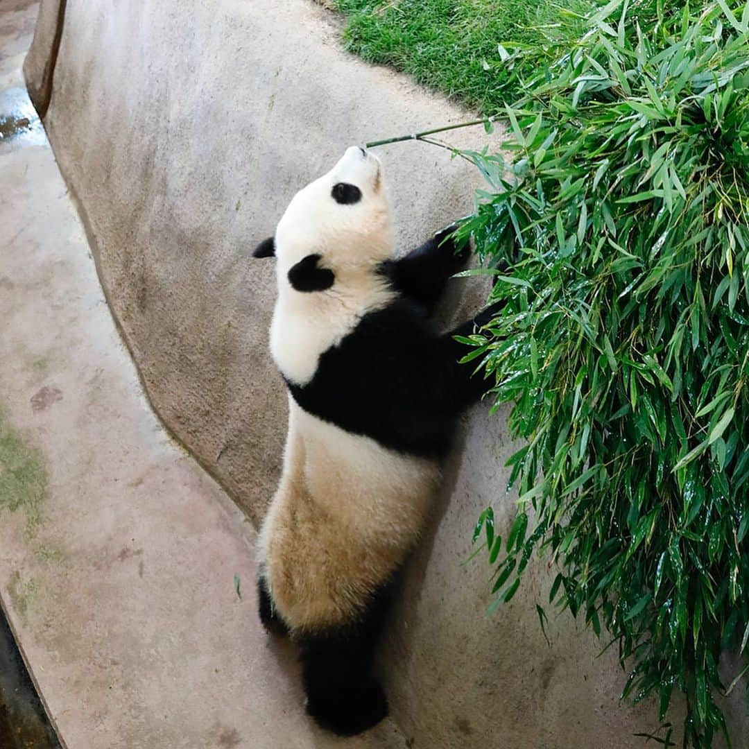 パンダ（白浜）さんのインスタグラム写真 - (パンダ（白浜）Instagram)「#結浜 in moat, 🐼😊🐼 #photography #adventureworld #アドベンチャーワールド #ADVENTUREWORLDPANDAS #baby #HELLOLITTLE #pandamental #hellopanda #ハローリトル #ハローパンダ #パンダグラビア #パンダ　and #panda #pandababy 🐼🐼🐼」1月21日 9時41分 - hellopanda_book