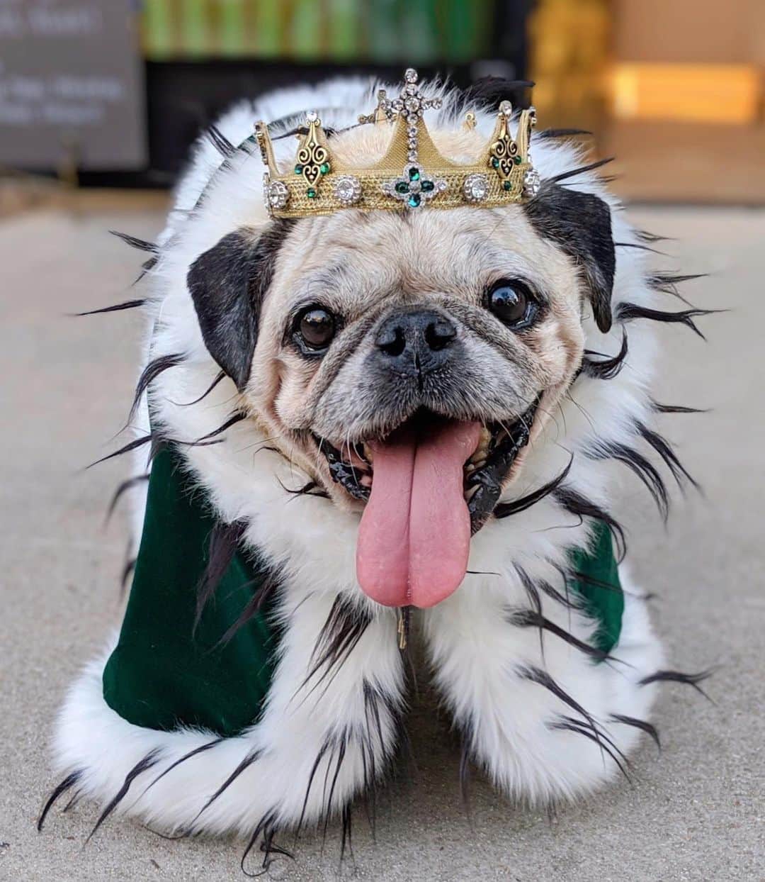 ロッコのインスタグラム：「Even though Rocco was royalty he never let it go to his head. He still ate Weldon’s poop, cat poop and his own vomit #humble  #Roccothepug #pugtender #pug #puglife #pugstagram #pugsofinstagram #dogsofinstagram #weeklyfluff #theweekoninstagram #austindogs #dogsofbark #teampixel #atx #buzzfeedanimals #speakpug」
