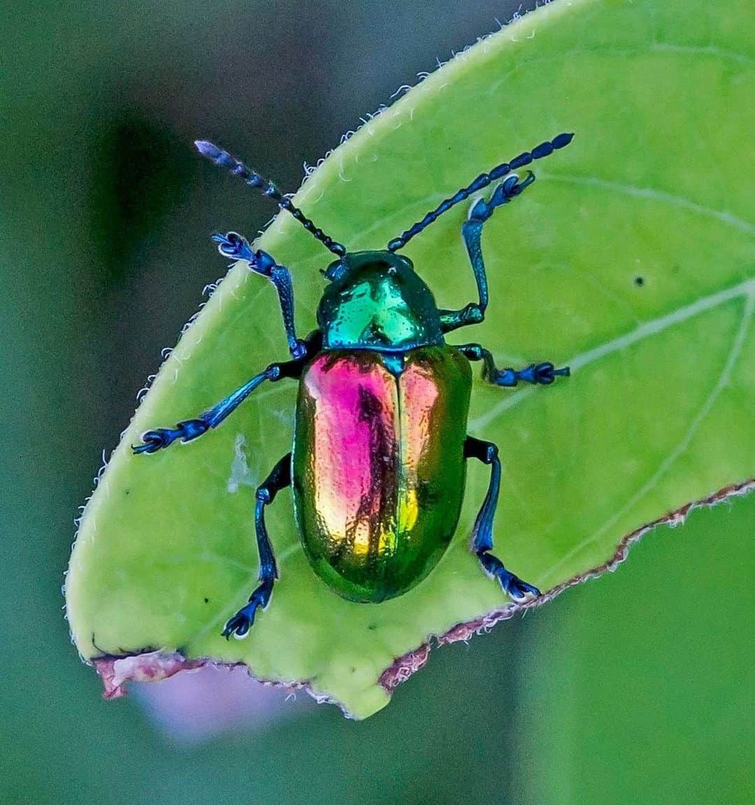 アメリカ自然史博物館のインスタグラム：「Shine bright and bold, like the dogbane leaf beetle (Chrysochus auratus)! This iridescent insect has a wide range across North America and can be spotted in parts of the eastern United States, areas along the Rocky Mountains, and southern Canada. Dogbane plants of the family Apocynaceae—some of which have toxic compounds called cardenolides—are this beetle’s favored food, hence its common name. Not only is it able to consume and ingest the poisonous plant material, but it also repurposes the toxins for its own self-defense: if threatened, it can secrete a smelly chemical cocktail to deter foes from approaching! Photo: Richard Crook, CC BY-NC-SA 2.0, flickr」
