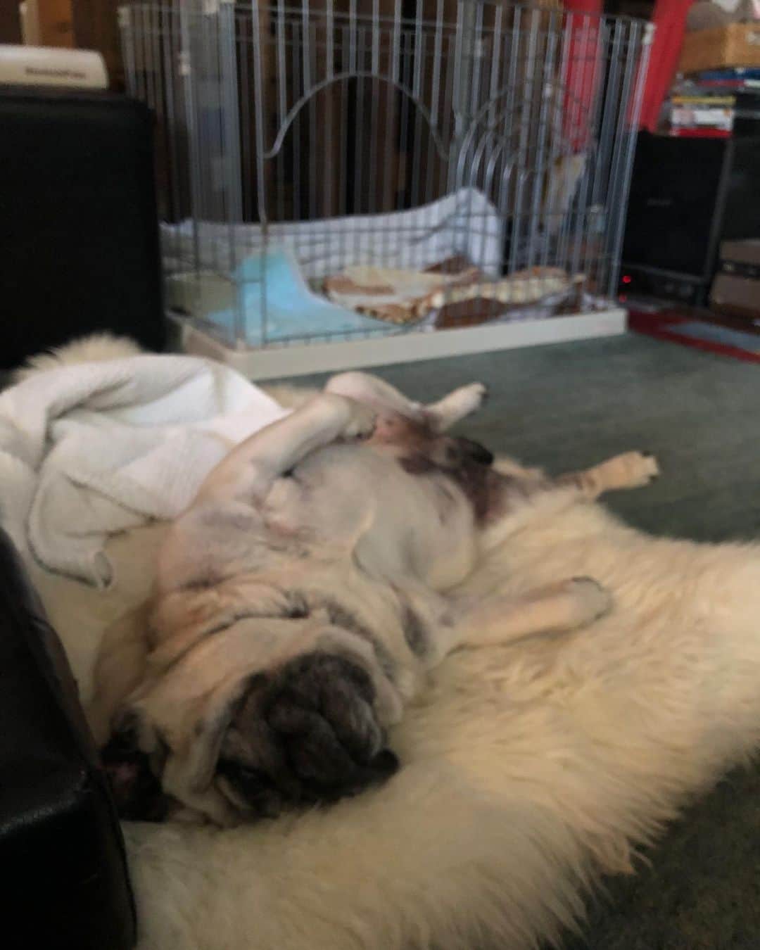 つの丸さんのインスタグラム写真 - (つの丸Instagram)「みなさん見てください！！！ あのひよ吉くんが… 動物病院の椅子の下で震えていたひよ吉くんが… ついにここまで来ました！ これはもう完全に我が家に慣れた、心を許してくれた証といえましょう！  #ふがれす #ふがふがれすきゅークラブ #保護犬 #保護犬を家族に #pug #パグ #ひよ吉225号」1月21日 9時54分 - ge_ha_mob