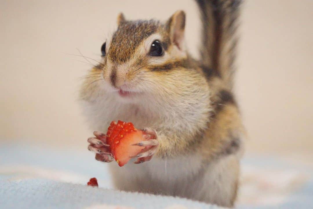 ビッケ & トッドさんのインスタグラム写真 - (ビッケ & トッドInstagram)「#Bikke Happy #squirrelappreciationday  今日は『Squirrel Appreciation Day』 日本はリスと一括りにされてますが向こうではシマリスは #chipmunk 大型リスは #squirrel と全く別の動物とされていますよね🐿  1月21日は海外ではリスを理解しリス達が無事冬を過ごせるように願う日  エゾリスちゃんの写真を探しましたが、見つからなかったので動画をどうぞ☺︎  #chipmunk  #シマリス #リス #リスの日」1月21日 9時57分 - bikke_the_chip