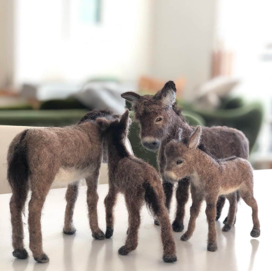 中野明海さんのインスタグラム写真 - (中野明海Instagram)「🇬🇧イギリスから ロバの家族がやってきました。👏🏻✨👏🏻✨  子供の頃から 何故かロバが大好きで いつかイギリスのDEVONにあるロバ牧場に（一山にロバが放牧されていて幸せそう！）行ってみたいくらい😆✨  自粛中に 羊毛アーティストの @curlyjocreation さんの インスタで、幸せそうな動物達を発見して 好きなタイプのロバの写真を送って お願いしてみたら、 こんなに素敵な作品が❤️✨  jo-san This is a very, very nice and pretty. I'm so glad that you made these donkeys, they make me feel gentle just looking at them.  Truly, jo-san is a genius.  They are already part of my family.  I will be happy every day from now on. I will live every day from now on with a happy feeling while looking at the donkeys.  Thank you very much.  Akemi  翻訳サイトは本当に便利！ 国の垣根を簡単に超えてくれます！😭💦 Jo-san.. わざと日本流 伝わったかなぁ😆🙏🏻❤️  #donkey  #ロバ @donkeysanctuary  @onomichiplatera  #woodsfam #devon #日本には200頭も居ないそうです #ロバの魅力を広め隊 #イギリスのロバ牧場に行かずとも満足😆 👍🏻✨ #朝の寒いリビングがほっこり #除菌もバッチリ  #昔恵比寿駅にロバのお花屋さんがよく来てたのだけどどこから来てたんだろう？」1月21日 10時08分 - akeminakano__official