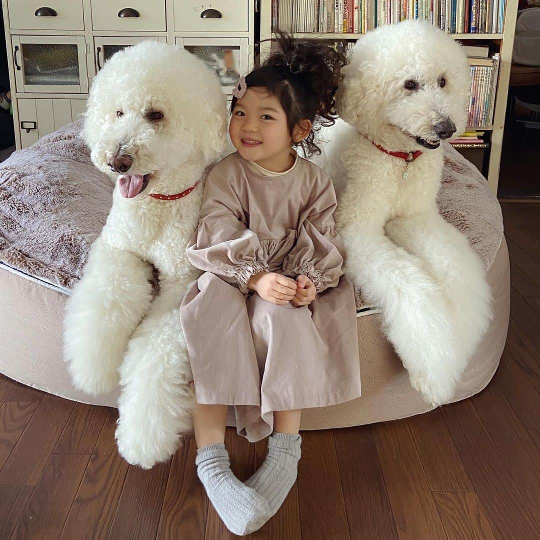 たまねぎさんのインスタグラム写真 - (たまねぎInstagram)「. . なかよしさん(*´꒳`*)  #standardpoodle #dog #lovedogs #スタンダードプードル #大型犬と子供 #poodle #dogstagram #いぬのいる生活 #子どもと犬  #kidsanddog #ママリ #キズナ #コドモノ #いこーよ #いぬのきもち #犬と暮らす #いぬなしでは生きていけません  #多頭飼いの幸せ #犬と子どものいる暮らし #アンビエントラウンジ #ペットラウンジ #なかよし #生まれた時から一緒」1月21日 10時16分 - tamanegi.qoo.riku