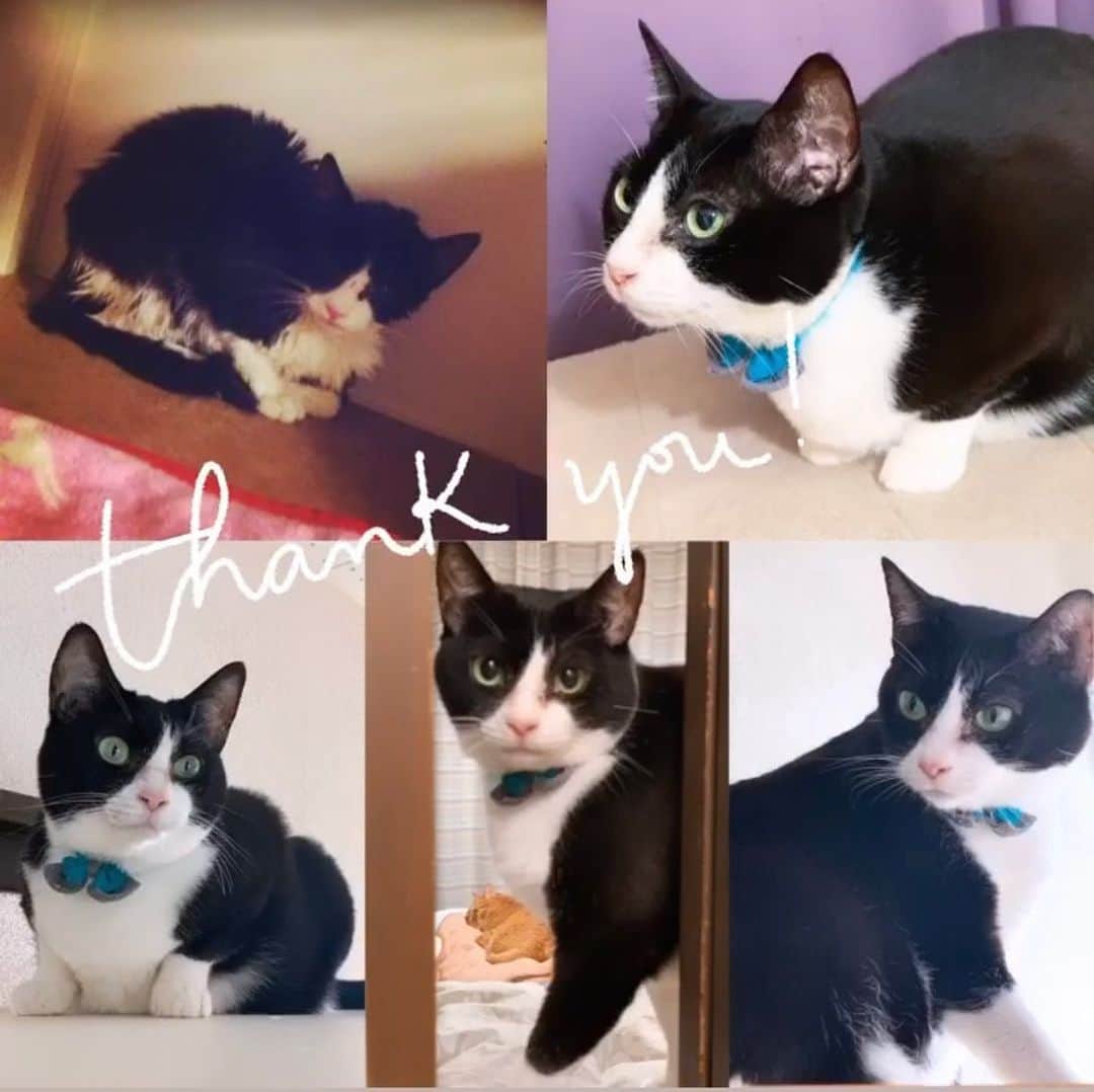 Rachien Smoothieのグルメインスタ