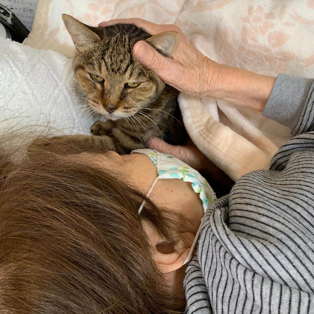 のインスタグラム：「今日も一緒寝。 #うちの猫ら #cocoa #バーバ #バーバと猫 #猫 #ねこ #cat #ネコ #catstagram #ネコ部 http://kachimo.exblog.jp」