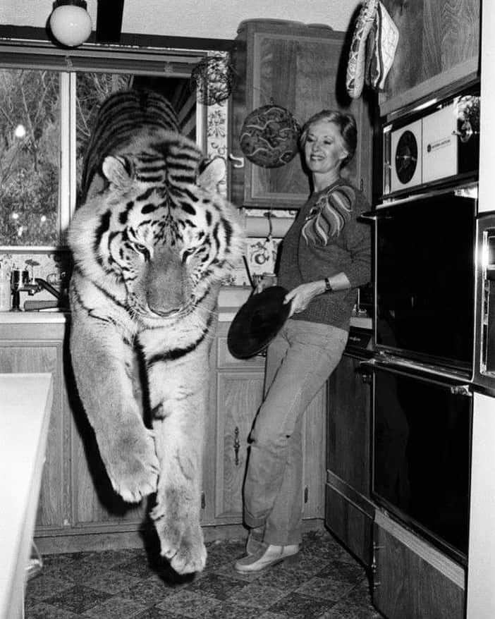 ウィンターケイトのインスタグラム：「Be more like Tippi #roar ❤️🐯」