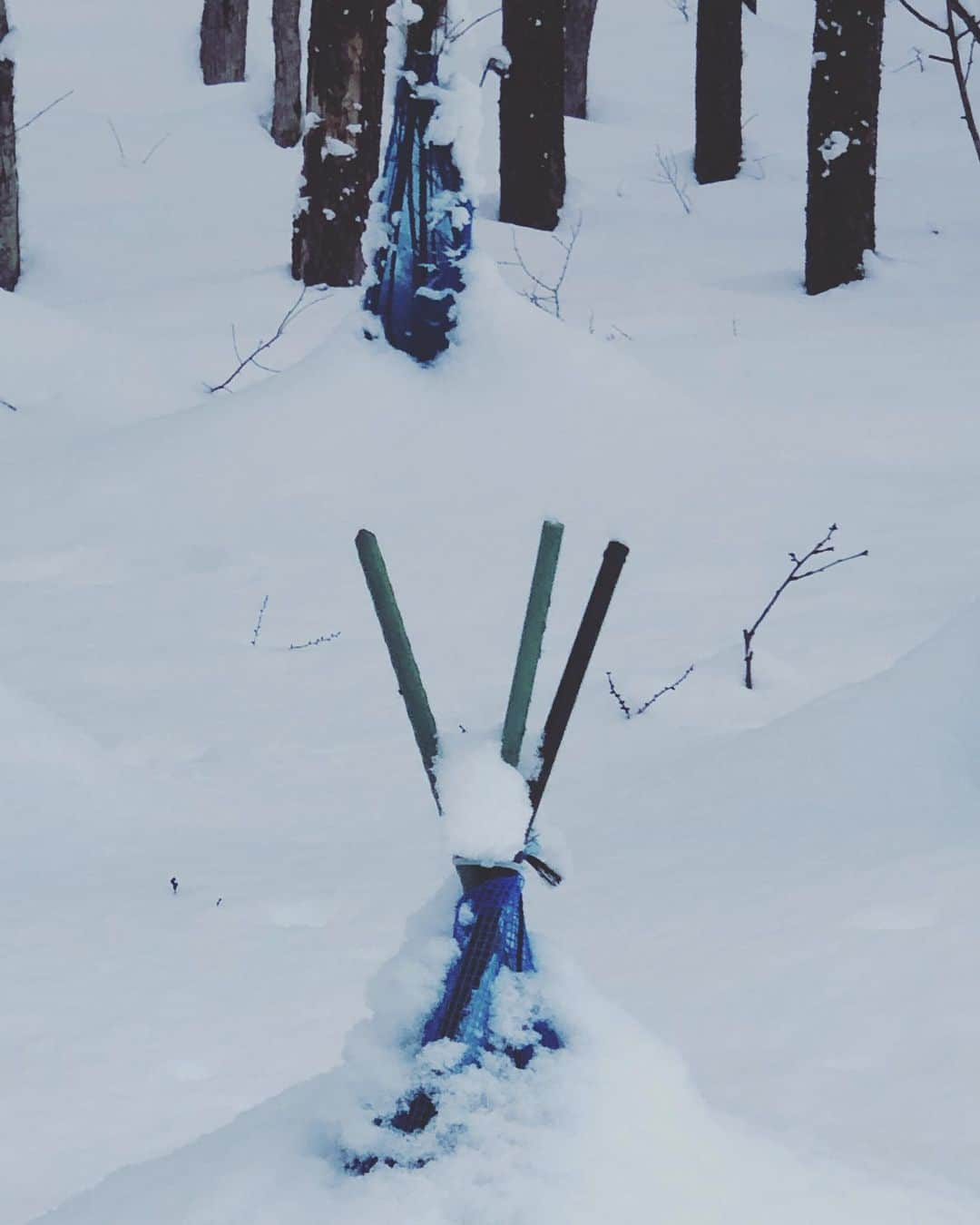 鈴井貴之さんのインスタグラム写真 - (鈴井貴之Instagram)「1月21日、今日はモカが旅立ってちょうど一年です。 今は写真手前。雪の中のライラックの樹の下で安らかに眠っています。 その奥にはイニーが眠っています。」1月21日 11時19分 - suzuitakayuki