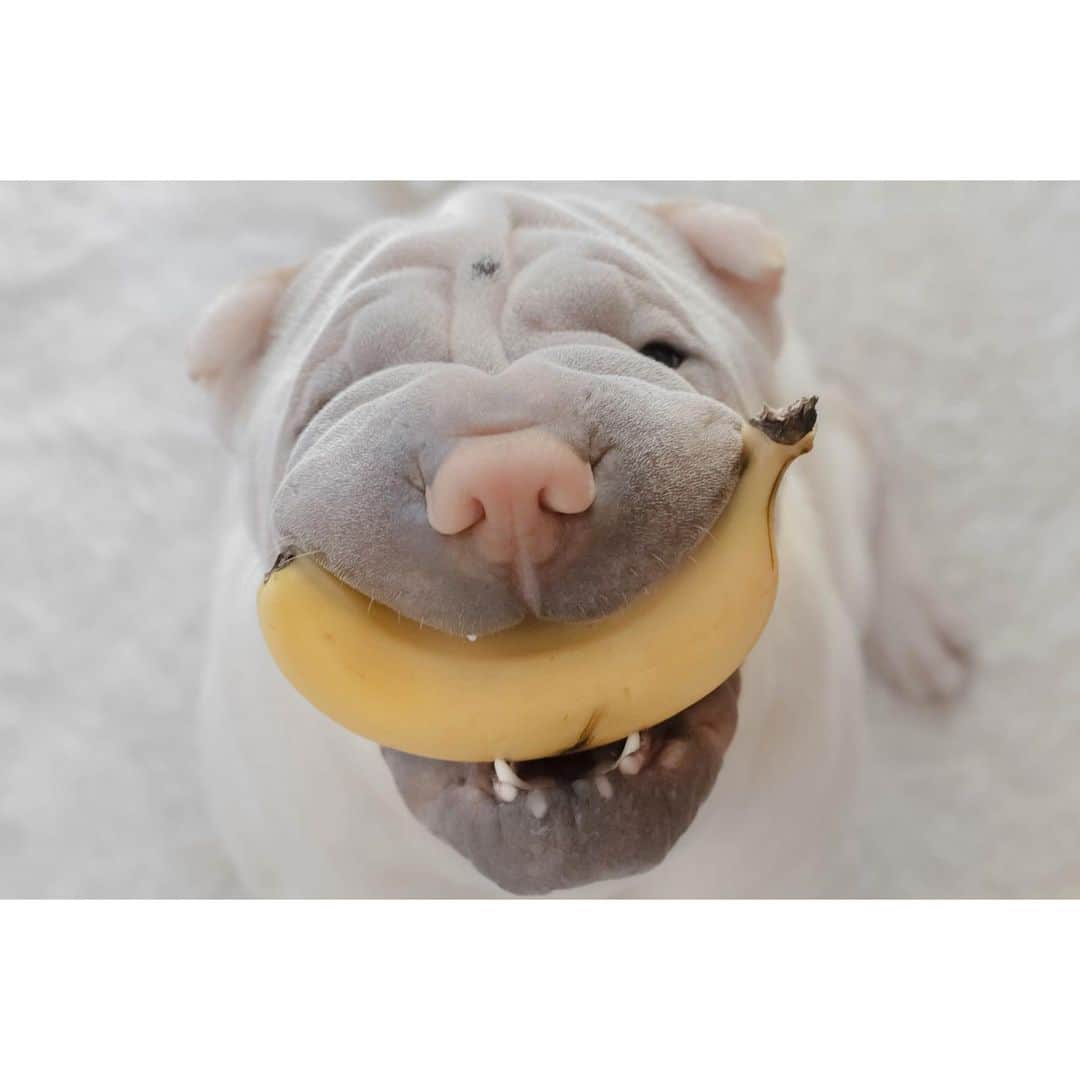 annie&pADdinGtoNさんのインスタグラム写真 - (annie&pADdinGtoNInstagram)「This banana wants you to be happy. Look, it’s even smiling at you 🍌 #thankyoulamby #mysunshine #mummymightneedtoundressnanabeforeyoueatsit #sharpei #sharpeisofinstagram #wrinkles #love #dog #doggo #barked #dogsofworld #doglovers #dogsofinstagram #cutepets #animals #banana #smile #weeklyfluff #barked #bark #instagood #iloveyoutothemoonandback」1月21日 11時15分 - anniepaddington