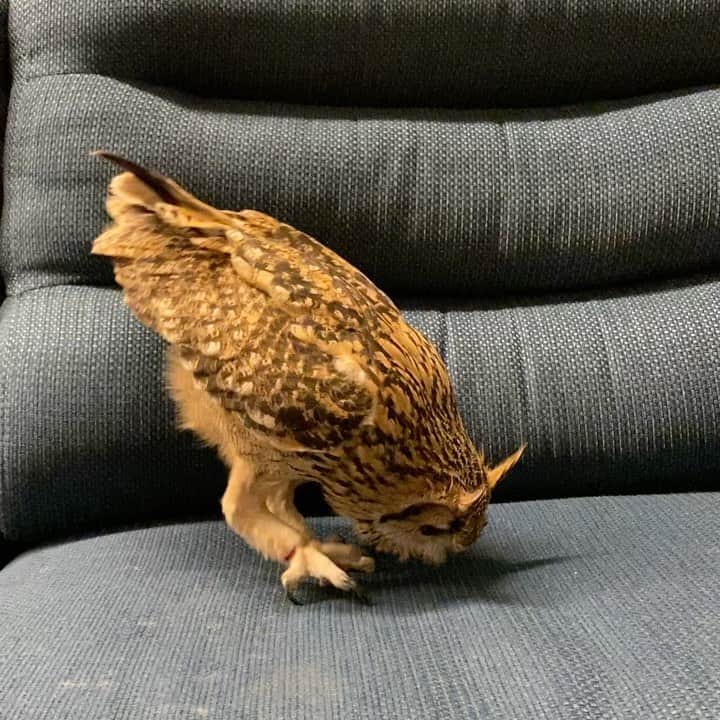 GEN3 Owlのインスタグラム：「ソファでガシガシ爪を研ぐガルー。 君の前世は猫ですか？ｗ  Garu sharpens his nails on the sofa. Are you a cat? lol  #owl #owlgaru #フクロウ」