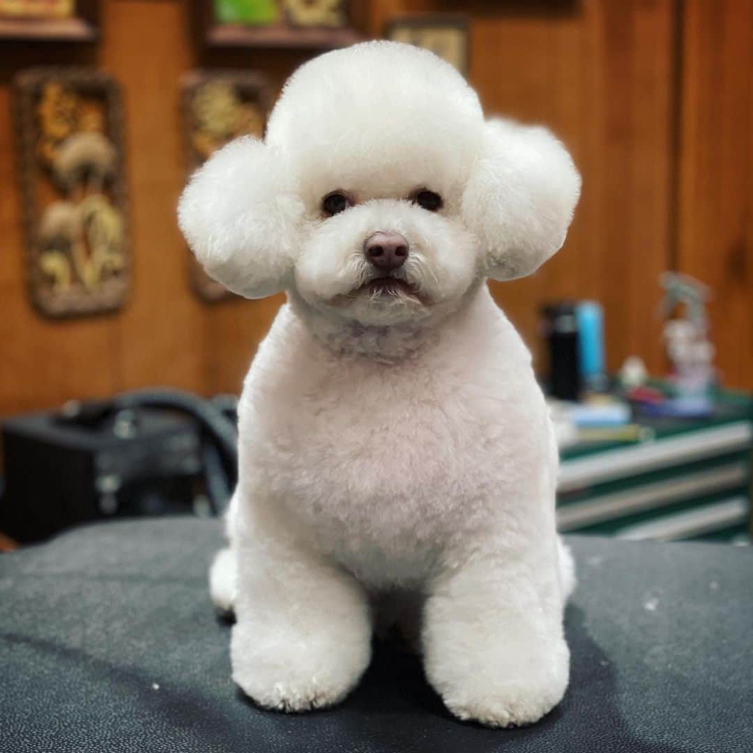 JessRonaGroomingさんのインスタグラム写真 - (JessRonaGroomingInstagram)「Ollie is a man of few words, but I can tell he is THRILLED about his haircut.」1月21日 11時58分 - jessronagrooming