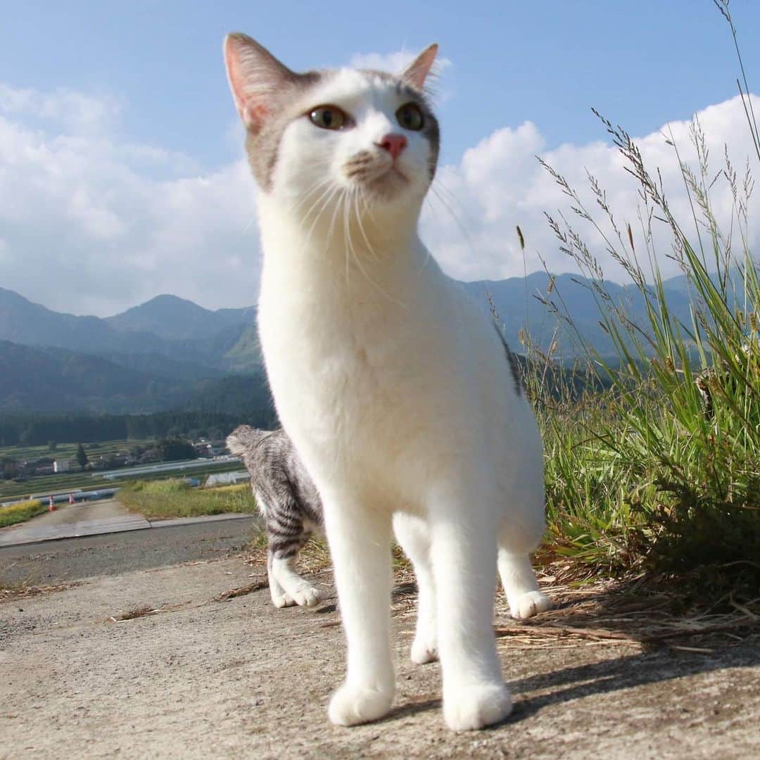 Nyankichi Noranekoさんのインスタグラム写真 - (Nyankichi NoranekoInstagram)「これが噂のムッシュ先輩❣️  お父さん、あの山の麓まで長男の私が相続しても良いのですか🤣😸  這位就是傳聞中的Musshu 前輩❣父親，長男的我繼承直到那座山的山腳也可以嗎🤣😸   This is the rumoured Senior Musshu ❣Father, as the eldest son, can I inherit place until the foot of that mountain 🤣😸  猫 #cat #고양이 #แมว #貓 #кошка #wats #chat #ニャンスタグラム #gato #catsofinstagram #ねこ部 #旅猫 #cats #japan #猫写真 #ねこ #seekor #ネコ #kitty #パトロール #kucing #kucinglucu #遺産相続 #遺産 #生前贈与」1月21日 12時11分 - noraneko_nyankichi