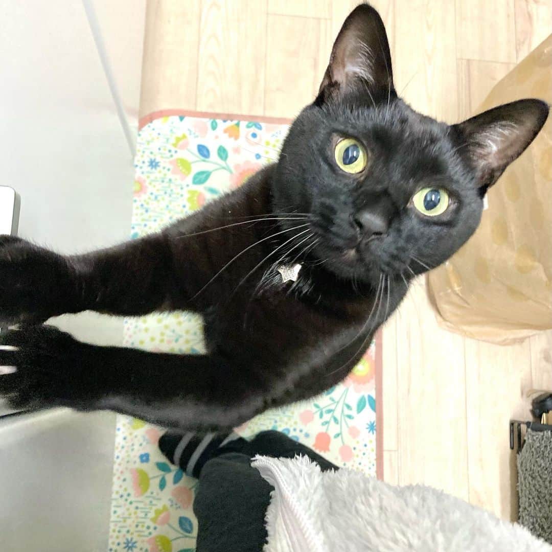 しおやてるこのインスタグラム：「お昼ごはんを催促するニャン #黒猫」