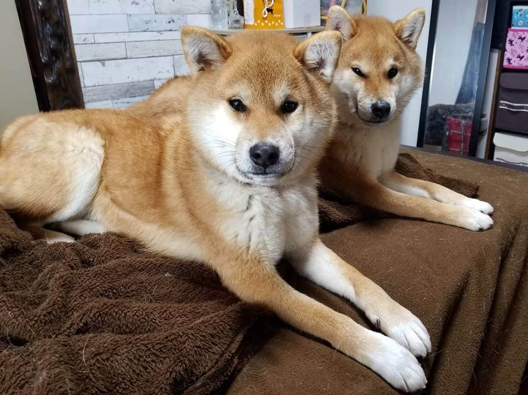 柴犬たま Shibainu Tamaのインスタグラム