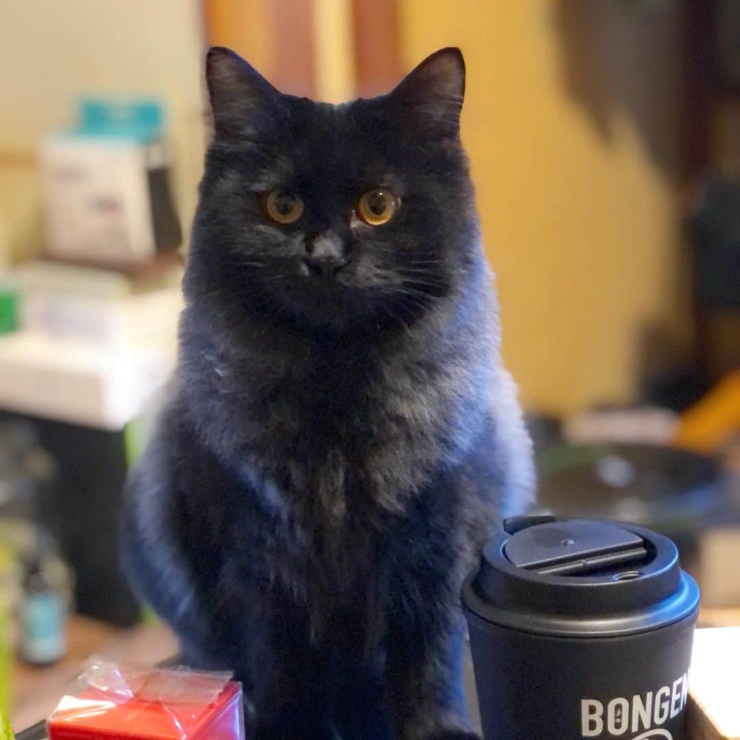 金成公信のインスタグラム：「新入りです。ナオミちゃんです。お見知りおきを。🐈‍⬛」