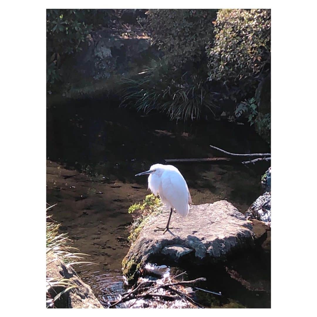 のインスタグラム：「やっと⛩氏神様へ初詣に行ってきました  神社内にある水辺に白い鳥が一羽で佇んでいました  鳥に詳しくないので、わからないのですが私の薄い知識だと白鷺？コサギ？かな？  それ以外の白い鳥は白鳥か白い鳩か白いフクロウ…それ以外わからないので  勝手に白鷺と認識😅  #初詣 #神社 #氏神様 #鳥」