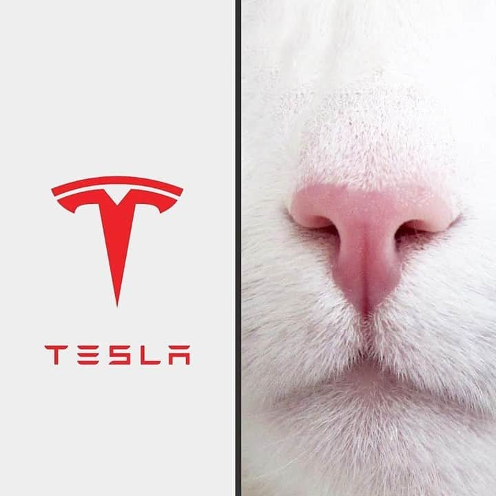 Aww Clubさんのインスタグラム写真 - (Aww ClubInstagram)「Yes, Elon Musk is a cat person for sure ⠀ ⠀ 📷@2chaoscats⠀ ⠀ #meowed #2chaoscats #tesla #catnose #catperson #tesla #Elonmusk」1月21日 13時00分 - meowed