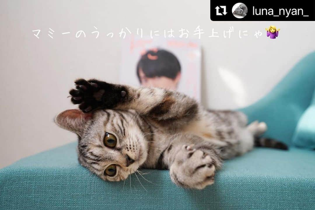 ねこさんのインスタグラム写真 - (ねこInstagram)「@luna_nyan_ さん、どうもありがとうこざいますっ❣️❣️🌺✨ #Repost @luna_nyan_ with @make_repost ・・・ ꕤ ꕤ ꕤ ꕤ ꕤ ꕤ ꕤ ꕤ  あたしも雑誌デビュー𓃠𖤐  @neko_magazine さまの雑誌「ねこ 117号」今月12日発売! #ねこは人を笑顔にする 2020年総まとめのページにステラを掲載して頂きました✨ ありがとうございます💖 ..................................  ところが！ 'うっかりマミー'がやらかしたみたいで名前がルナくん😿 記念すべき雑誌デビューなのに〜  あたしのきもち、みんなに伝わるかにゃ？！🐱  ..................................  表紙はTravis Japan(トラビス・ジャパン)の川島如恵留さん＆愛猫のしらすちゃん🤍 書店やAmazonでも購入できます  詳しくは↓ https://www.neko.co.jp/magazine/ねこ117号  #neko_magazine #NEKONOBA #ねこマガジン #ネコノバ #ねこ #ねこ117号 #猫 #猫雑誌 #travisjapan #トラジャ #川島如恵留 #しらす   ................................... . #うちの子ニャンバー１ みんなも自分の愛猫の写真を投稿する時に使ってね〜数字は全角の１ニャよ😽♡  . #今だからこそモフモフで癒しを #にゃんすたぐらむ #にゃんだふるらいふ﻿﻿ #猫のいる暮らし #ねこがいるしあわせ #nyancon01 #petemo  #フェリシモ猫部 #ねこのきもち #アメショ女の子 #シルバーパッチドタビー #AmericanShorthair #gatta #美国短毛猫 #아메리칸숏헤어 ꕤ ꕤ ꕤ ꕤ ꕤ ꕤ ꕤ」1月21日 13時08分 - neko_magazine