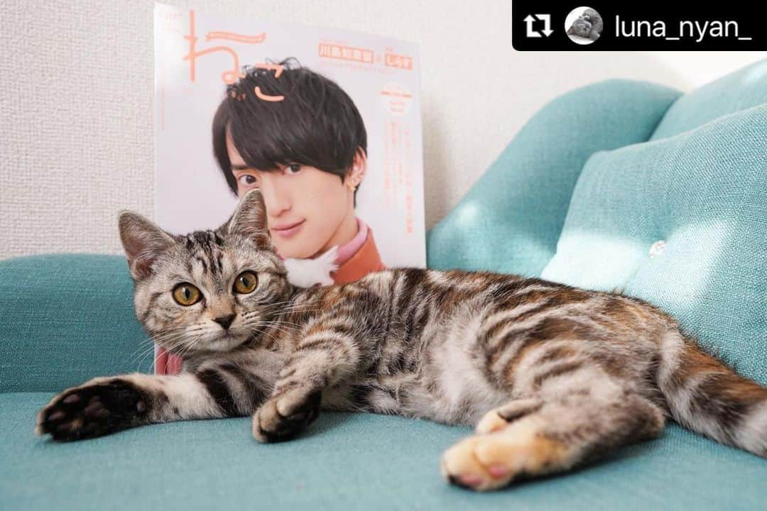 ねこさんのインスタグラム写真 - (ねこInstagram)「@luna_nyan_ さん、どうもありがとうこざいますっ❣️❣️🌺✨ #Repost @luna_nyan_ with @make_repost ・・・ ꕤ ꕤ ꕤ ꕤ ꕤ ꕤ ꕤ ꕤ  あたしも雑誌デビュー𓃠𖤐  @neko_magazine さまの雑誌「ねこ 117号」今月12日発売! #ねこは人を笑顔にする 2020年総まとめのページにステラを掲載して頂きました✨ ありがとうございます💖 ..................................  ところが！ 'うっかりマミー'がやらかしたみたいで名前がルナくん😿 記念すべき雑誌デビューなのに〜  あたしのきもち、みんなに伝わるかにゃ？！🐱  ..................................  表紙はTravis Japan(トラビス・ジャパン)の川島如恵留さん＆愛猫のしらすちゃん🤍 書店やAmazonでも購入できます  詳しくは↓ https://www.neko.co.jp/magazine/ねこ117号  #neko_magazine #NEKONOBA #ねこマガジン #ネコノバ #ねこ #ねこ117号 #猫 #猫雑誌 #travisjapan #トラジャ #川島如恵留 #しらす   ................................... . #うちの子ニャンバー１ みんなも自分の愛猫の写真を投稿する時に使ってね〜数字は全角の１ニャよ😽♡  . #今だからこそモフモフで癒しを #にゃんすたぐらむ #にゃんだふるらいふ﻿﻿ #猫のいる暮らし #ねこがいるしあわせ #nyancon01 #petemo  #フェリシモ猫部 #ねこのきもち #アメショ女の子 #シルバーパッチドタビー #AmericanShorthair #gatta #美国短毛猫 #아메리칸숏헤어 ꕤ ꕤ ꕤ ꕤ ꕤ ꕤ ꕤ」1月21日 13時08分 - neko_magazine