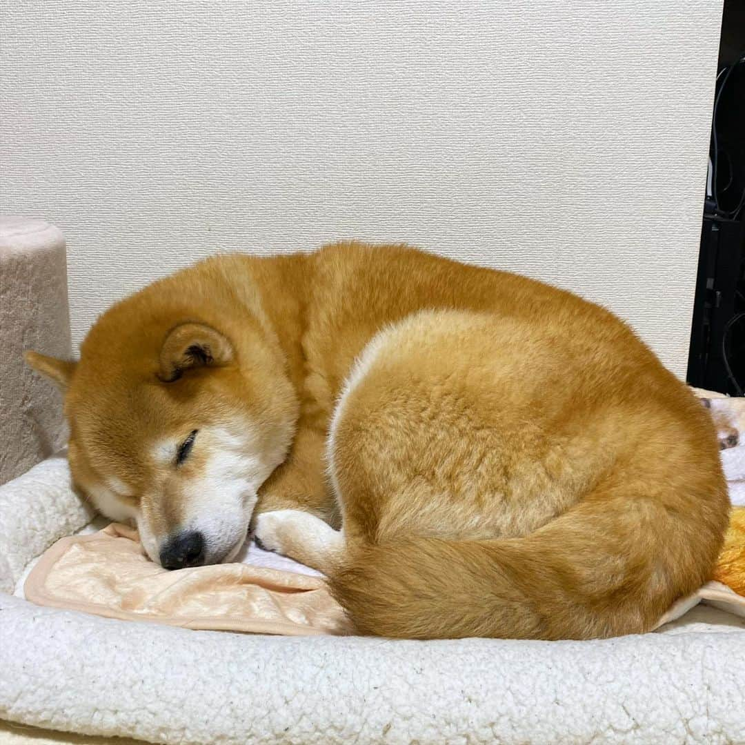 まる（まるたろう）さんのインスタグラム写真 - (まる（まるたろう）Instagram)「Good night!✨🐶💤✨明日も氷あるかな〜🤔 #冬将軍さん気合入ってるから #明日もあるかも😆 #ワクドキ」1月22日 0時34分 - marutaro