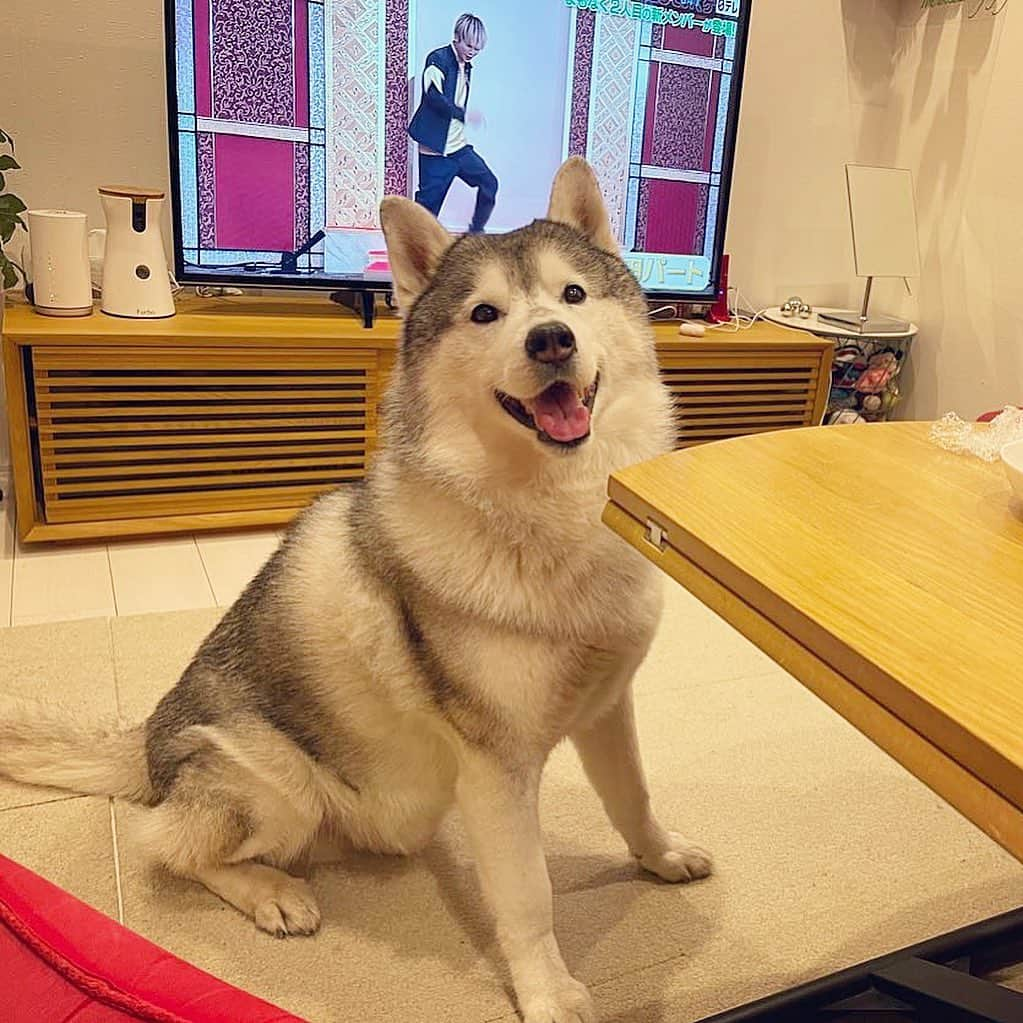 プピプピ文太のインスタグラム：「踏まれしブンビーノ #siberianhusky #husky #dog #シベリアンハスキー　#犬　#登頂」