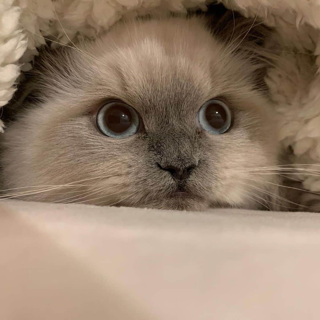 のんたのインスタグラム：「セラピストぽるくん、今日で生後6ヶ月になりました⭐️ なかなか思うように細かい記録が残せず、ここまで大きくなってしまった感じがするので ハーフバースデーの記念にいろいろ書き残します。 ぽるくんの優しさについてはもうじゅうぶんお伝えできたと思うので、今日はぽるくんの日常を。  1.体重は3.0kgになり、丸々としてきました。 たぶん我が家でいちばん大きな猫になります。  2.知らない間に下のキバが抜けて大人の歯になりました。上のキバはまだ乳歯が残っているので記念に残せたらいいなと思っています。  3.とにかく食欲旺盛です。私がごはんのお皿を持って移動すると私の顔を見上げながら歩き、途中で2回くるっと回ります。自分のごはんスペースに私がちゃんと来ているか確認しているようです。  4.いたずらは幅広く…いろんなことを。 キッチンにはベビーゲートを設置していて、閉めている時のんぼーぱんは誰も入ってきませんが、ぽるくんはヒョイーっと乗り越えてシンクの中を歩いたり、アツアツのお鍋を覗き込んだり…のんちゃんが残した療法食を食べたり 食事が済んだ人間のお皿をなめたり お水のボウルに私の靴下を入れたり… ゴミ箱を倒して何かあさったり… ルンバ、加湿器、脱臭機、スイッチのあるものは押して付けたり消したり(チャイルドロックしました) シーツを噛んで穴だらけにしたり(これはぱんちゃんも) 写真やガラスものが飾ってある登ってほしくないところ(スコ族は誰もジャンプできない高さ)に行っては何かを落とし 1メートル以上あるネットをよじ登って玄関に行き、捨てる予定の段ボールを噛んだり靴の上に寝たり… あーもう書ききれません😅  我が家恒例の変なあだ名シリーズは ・うんちょつきのすけ ・はなみじゅカピオ ・うんちょふみまる ・ぽっちゃんぽっちゃんぽぽっちゃん  などがあります😆😂 うんちょ、わりとお忘れのことが多いです。」