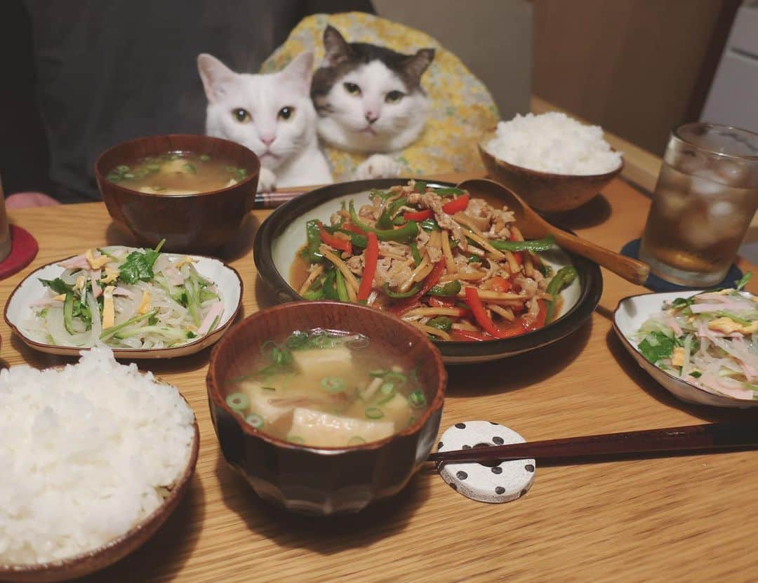 八、おこめさんのインスタグラム写真 - (八、おこめInstagram)「豚バラで青椒肉絲風♩ 春雨サラダ♩パクチーが入ってるから、ナンプラー・レモン汁・ニンニク・胡麻油・お酢とか適当に入れるだけでエキゾチックなアジア〜ン味❤︎ ブラウンえのきと厚揚げのお味噌汁♩ お味噌汁に厚揚げ入れるのがお気に入り✨ #八おこめ #ねこ部 #cat #ねこ #猫 #ネコ #八おこめ食べ物」1月21日 23時10分 - naomiuno