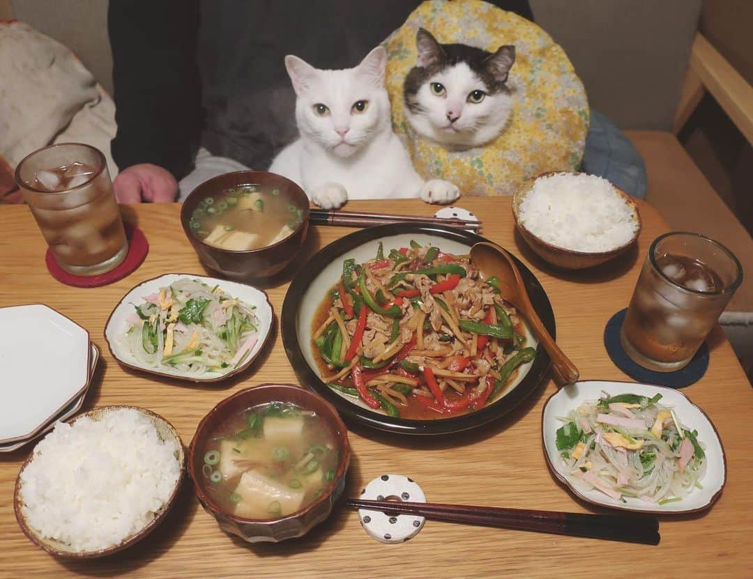 八、おこめさんのインスタグラム写真 - (八、おこめInstagram)「豚バラで青椒肉絲風♩ 春雨サラダ♩パクチーが入ってるから、ナンプラー・レモン汁・ニンニク・胡麻油・お酢とか適当に入れるだけでエキゾチックなアジア〜ン味❤︎ ブラウンえのきと厚揚げのお味噌汁♩ お味噌汁に厚揚げ入れるのがお気に入り✨ #八おこめ #ねこ部 #cat #ねこ #猫 #ネコ #八おこめ食べ物」1月21日 23時10分 - naomiuno