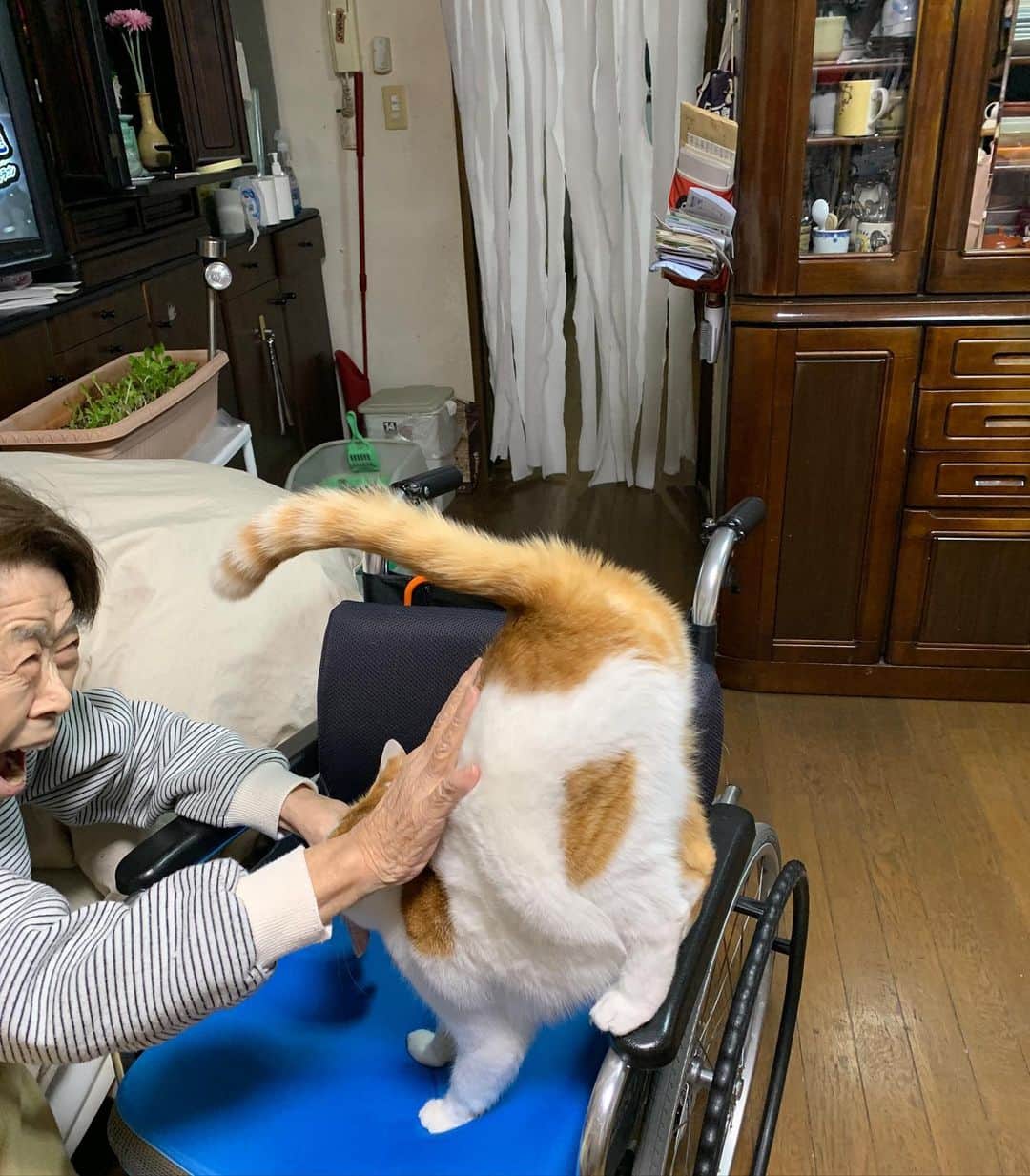 のインスタグラム：「バーバの笑顔で バーバ見守り隊実習生のランクが ちょっと上がった。  #うちの猫ら #猫 #oinari #バーバ #バーバと猫 #バーバ見守り隊 #ねこ #cat #ネコ #catstagram #ネコ部 http://kachimo.exblog.jp」