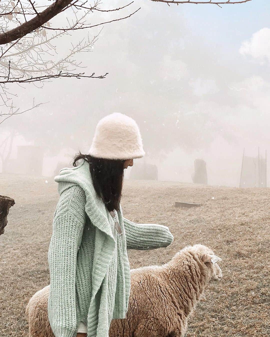 夏晴さんのインスタグラム写真 - (夏晴Instagram)「牧羊小孩🐑 第一次這麼近跟羊互動 平常都是我被我家邊境牧  #清境農場」1月21日 23時25分 - qing_413