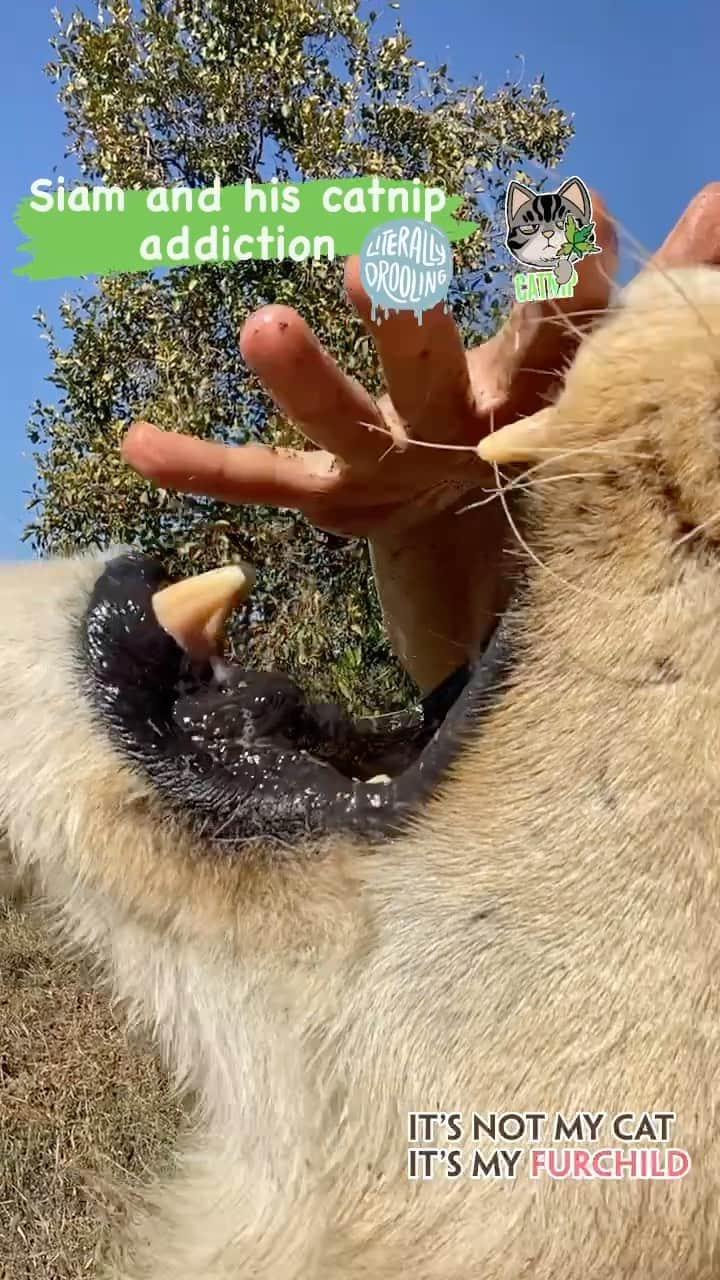 Kevin Richardson LionWhisperer のインスタグラム