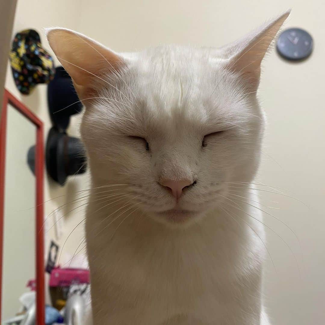 金巻ともこさんのインスタグラム写真 - (金巻ともこInstagram)「眠そうハク  #cat #whitecat #白猫 #chatblanc #猫 #catstagram  #hakuchai」1月21日 23時22分 - tomotomoco