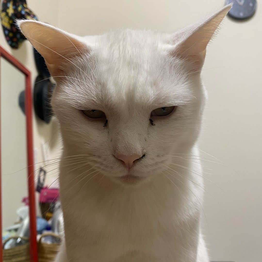 金巻ともこさんのインスタグラム写真 - (金巻ともこInstagram)「眠そうハク  #cat #whitecat #白猫 #chatblanc #猫 #catstagram  #hakuchai」1月21日 23時22分 - tomotomoco