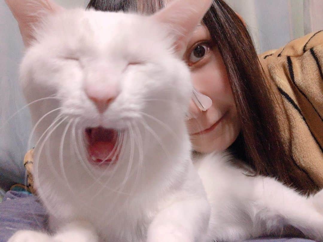 秋田知里のインスタグラム：「ふうちゃんと写真撮ったらまさかのあくびしておじいちゃん猫になったww #鼻クリップ付けてる私は見ないふりしてください笑 #猫 #ネコ #ねこ #cat #ねこすたぐらむ #ねこのいる生活 #白猫」