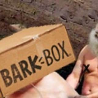 BarkBoxのインスタグラム：「YOUR BIG DUMB BOX BETRAYED US SO NOW WE'VE TAKEN WHAT YOU HOLD MOST DEAR: YOUR SOCIAL MEDIA」