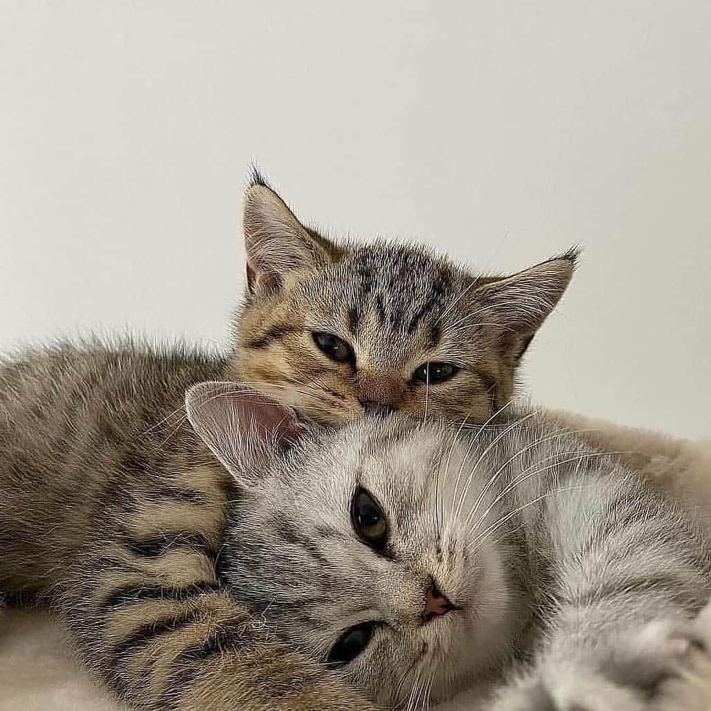 Cute Pets Dogs Catsさんのインスタグラム写真 - (Cute Pets Dogs CatsInstagram)「Cuddle time ☺️  If you like it pls support with ❤️  Credit: unknown  For crediting issues, pls DM.  Note: we don’t own this video/picture, all rights go to their respective owners. If owner is not provided, tagged (meaning we couldn’t find who is the owner), pls DM and owner will be tagged shortly after.   #kitty #cats #kitten #kittens #kedi #katze #ネコ #貓 #고양이 #Кот #котэ #котик #кошка #cats #catofinstagram #catlover #catsagram #catlovers #cat_features #catlady」1月21日 23時51分 - dailycatclub