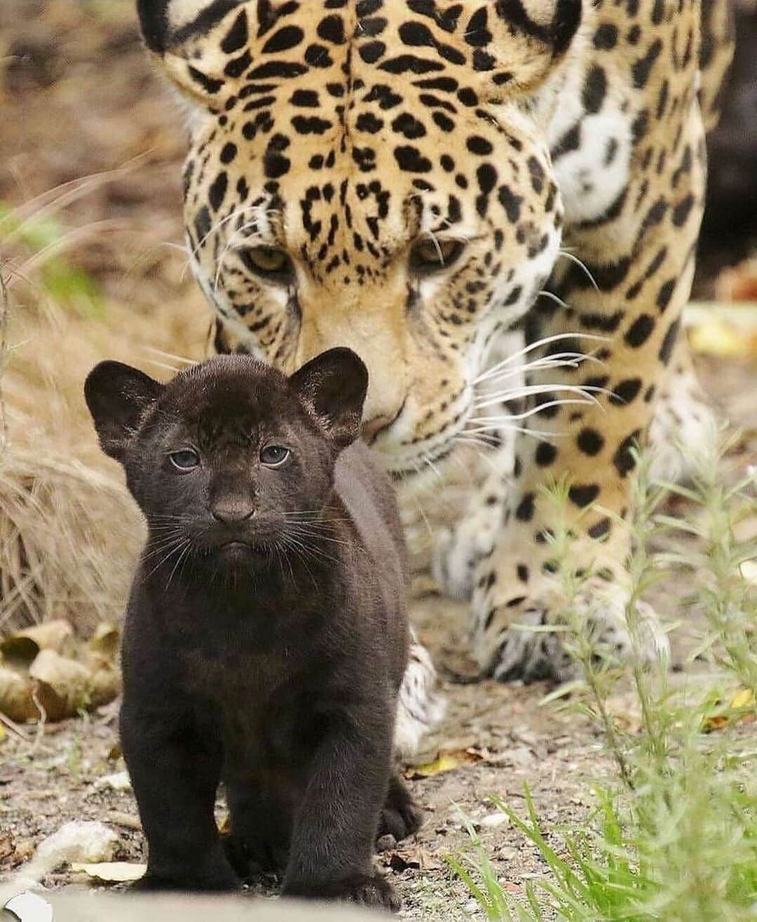 animalsさんのインスタグラム写真 - (animalsInstagram)「Mother keeping a close watch on her little one 🖤  The father was a black (melanistic) jaguar 🖤 Photo by @shirleykroosphotography」1月21日 23時55分 - babyanmlpics