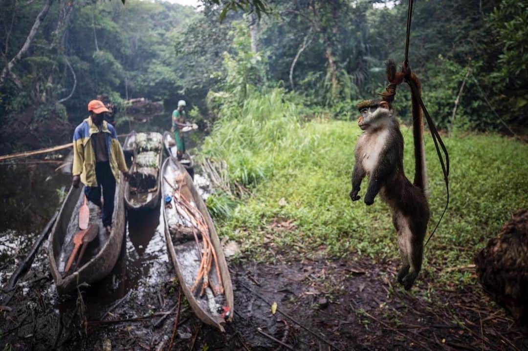thephotosocietyさんのインスタグラム写真 - (thephotosocietyInstagram)「Photo by @thomas.nicolon // Hunters prepare to leave their camp after a hunt in western Democratic Republic of Congo. All across central Africa, the bushmeat trade is emptying forests, but in rural areas it’s often the only way to boost income, pay rent and send children to school. Follow me @thomas.nicolon for more images and stories about the Congo basin.」1月22日 0時14分 - thephotosociety
