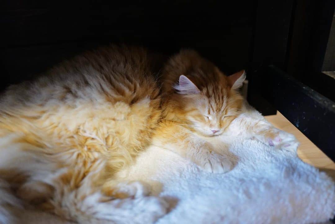 奇妙礼太郎さんのインスタグラム写真 - (奇妙礼太郎Instagram)「眠/夢の生き物 #猫 #cat」1月21日 15時41分 - reitaro_strange