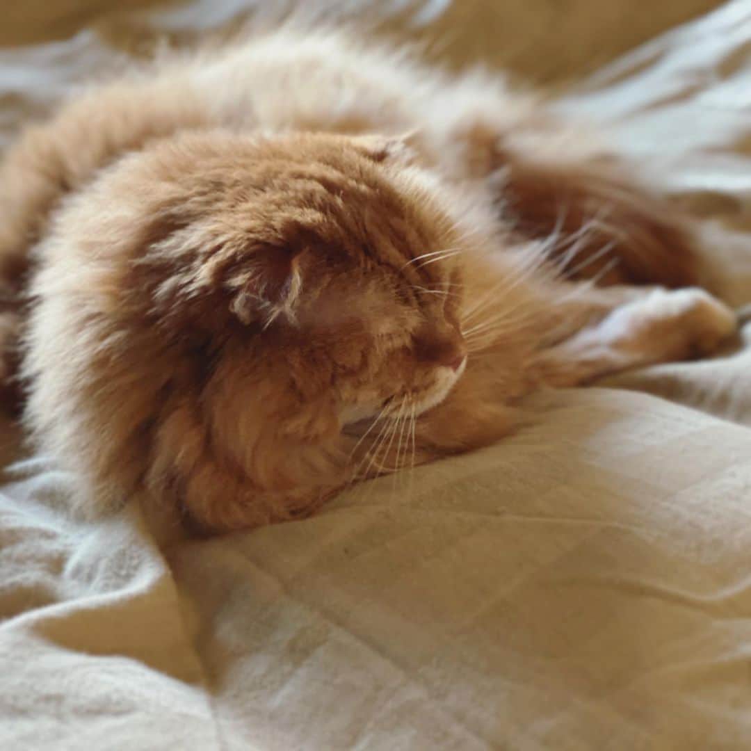 井上富美子さんのインスタグラム写真 - (井上富美子Instagram)「お昼寝中💤  近付くと起きちゃう敏感さん  #ねこ #猫 #愛しい #可愛い #癒し #cat #catstagram」1月21日 15時38分 - fumi_ino1222