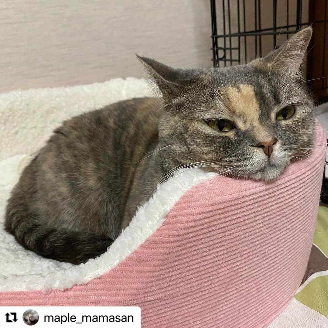 【公式】いぬのきもち・ねこのきもちのインスタグラム：「#Repost @maple_mamasan さんのいろはちゃん。  まった〜り  にゃま首置き場が、 ちょうど良いカンジ😆  ハッシュタグ #いぬのきもち #ねこのきもち に投稿いただいた可愛い写真をご紹介しています！ 「いぬのきもちWEB　MAGAZINE」、「ねこのきもちWEB MAGAZINE」でもご紹介させていただくことも！ -------------------  .  #ねこ #猫  #ねこすたぐらむ #ねこのきもち #ねこ好き #ねこと暮らす #ねこ好きさんと繋がりたい #猫好きな人と繋がりたい #猫がいる生活 #猫と暮らす#猫好き #cat #catstagram #catsofinstagram #cats_of_instagram  #マンチカン」