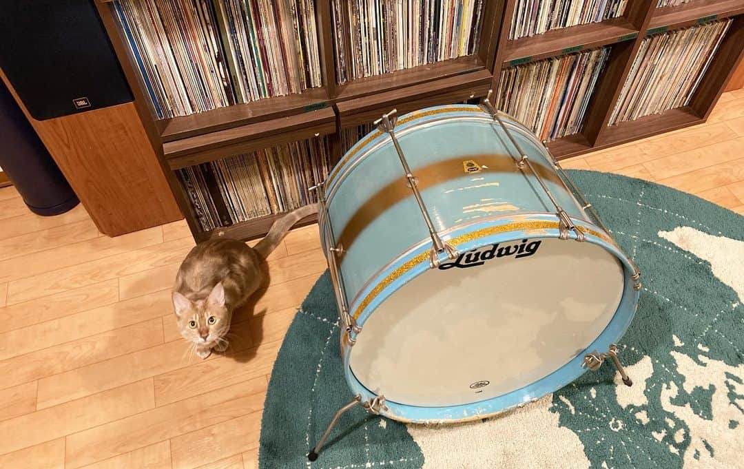 岡田梨沙さんのインスタグラム写真 - (岡田梨沙Instagram)「#ludwig  #hobby #1958   こんな色味は見たことなかったから、一目惚れで購入を即決意。  1958年のオリジナルのカバリング(2枚目参照)。 ペアで売られていたスネアにもいつか出会いたい。  ヘッドも当時のまま。 とっても膨よかな良い音。  今年はこの子をたくさん登場させられる年にしたい！ "ああ、あの水色と金色のDUCOのドラムの子ね！"と言われるくらいまで頑張りたい！  2021年もよろしくお願いします！」1月21日 16時32分 - risarisapurdie