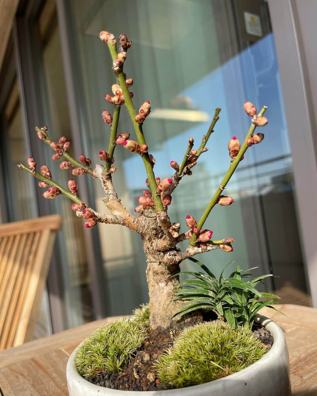 依布サラサさんのインスタグラム写真 - (依布サラサInstagram)「きょうの梅子🪴 もう！赤が！花が‼️ はみだしてますよー😂😂 梅子さん😂 #盆栽　#ミニ盆栽　#盆栽初心者　#梅　#梅子　#きょうの梅子　#bonsai  #day3」1月21日 16時33分 - sarasaifu